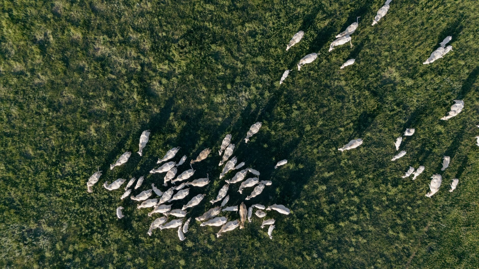 Drone shot of cattle grazing on a vast American grassland